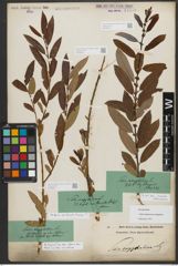 Foto von Salix triandra subsp. amygdalina (L.) Schübl. & G. Martens